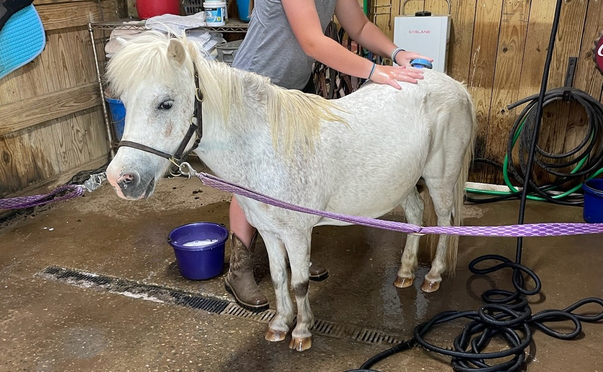 Horse getting bathed