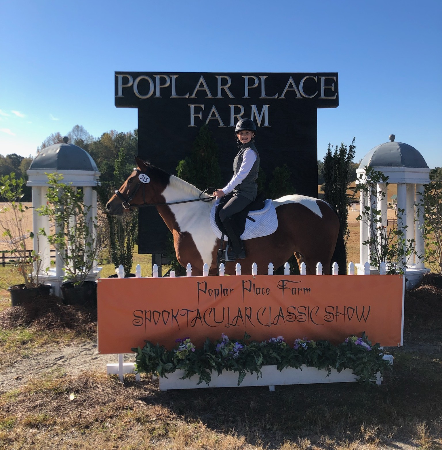 Horse at show